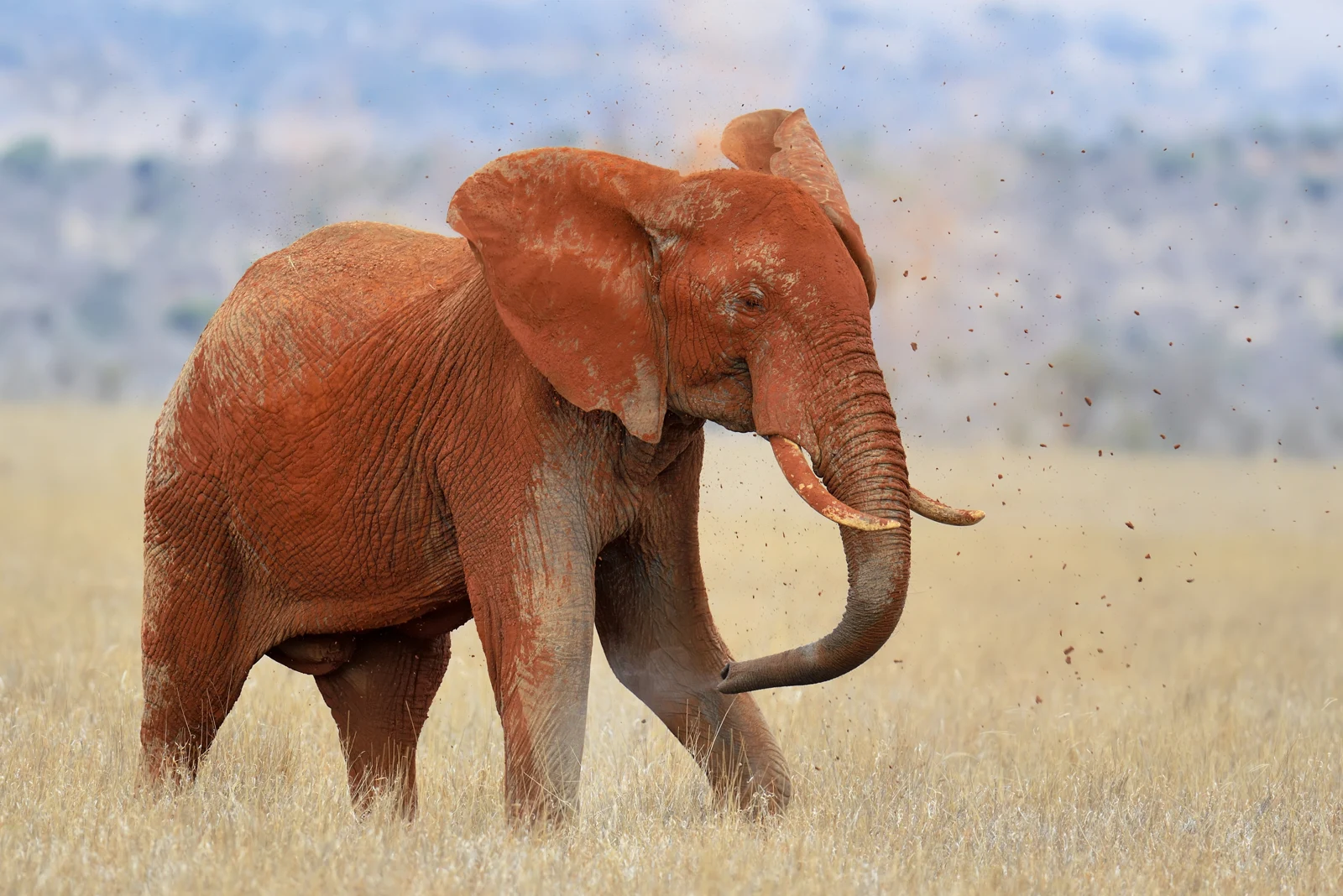 Gli elefanti rossi del Kenya