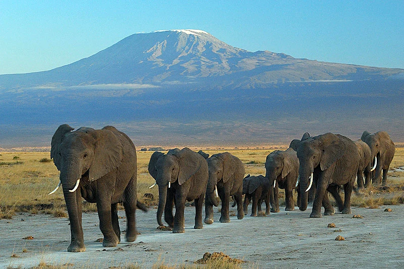 Amboseli · Kilimangiaro